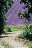 PROVENCE....
