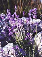 PROVENCE....